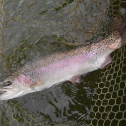 大安トラウトレイク 釣果